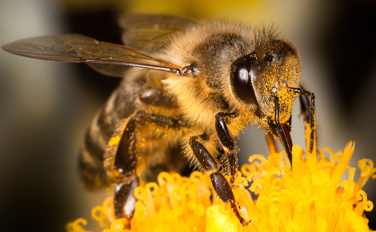 Nằm mơ thấy ong chích báo hiệu điều gì?